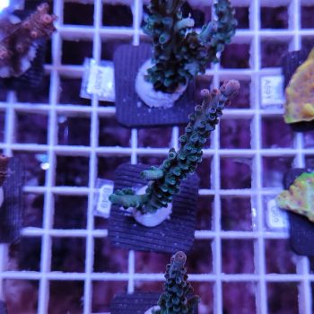 Acropora B549 - Frags