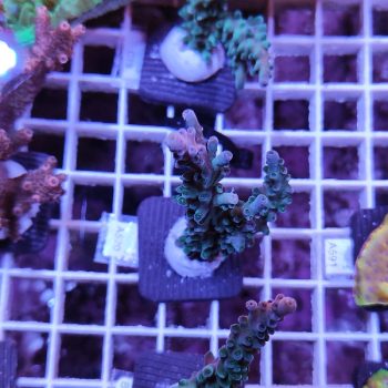 Acropora A520 - Frags