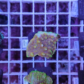 Montipora crazy t A591 - Frags