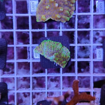 Montipora crazy t G69 - Frags