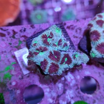 Favites G100 - Frags