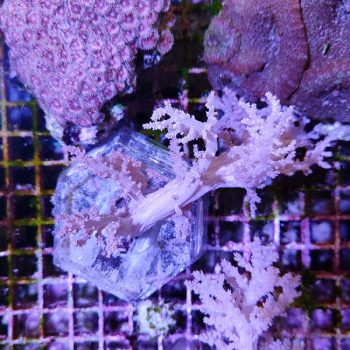 Lemnalia sp. - Μητρικές αποικίες