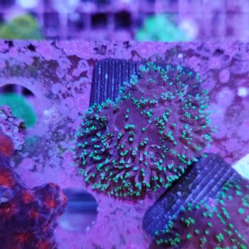 Hairy mushroom A590 - Frags
