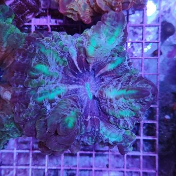 Indophyllia D67 - Μητρικές αποικίες