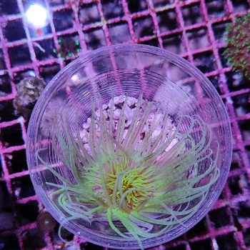 Cerianthus membranaceus - Hot Coral Offers