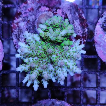 Acropora A93 - Μητρικές αποικίες