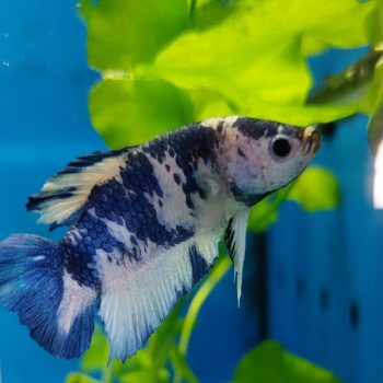 Betta splendens – Siamese Fighting Panda Double Tail Male... - Ψάρια Γλυκού