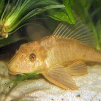Pterygoplichthys pardalis albino -Common pleco 10 cm - Ψάρια Γλυκού