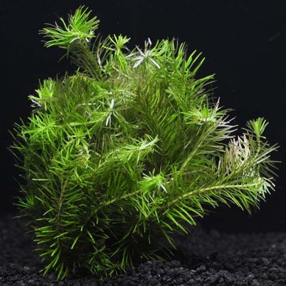 S.I Rotala sp. Nanjenshan (Boshchi) - Φυτά για Ενυδρεία