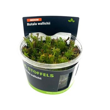 S.I Rotala wallichii in vitro - Φυτά για Ενυδρεία