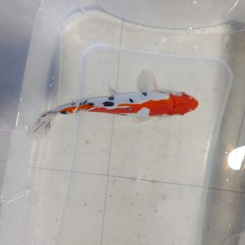 Cyprinus carpio-Koi Sanke Doitsu 22-25cm WYSIWYG