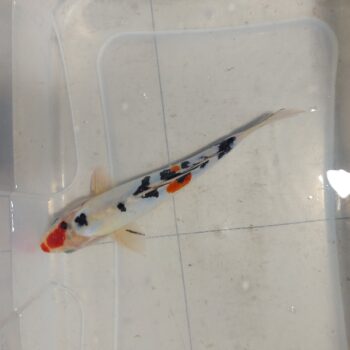 Cyprinus carpio-Koi Sanke Doitsu 22-25cm WYSIWYG