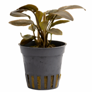 Stoffels Lagenandra meeboldii 'Red'