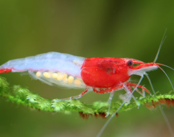 Neocaridina heteropoda- Red Rili Shrimp
