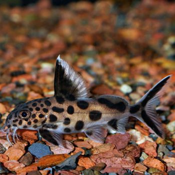 Synodontis multipunctatus – Cuckoo Catfish 8cm - Ψάρια Γλυκού