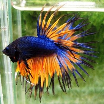Betta splendens – Siamese Fighting Mustard Gas Crowntail ... - Ψάρια Γλυκού