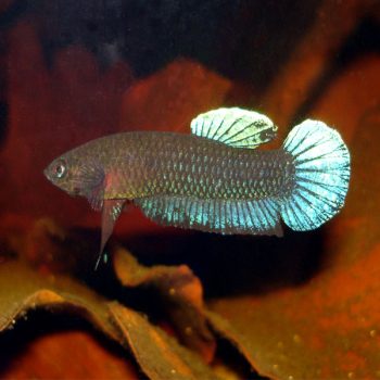 Betta splendens -Persephone Siamese Fighting Fish 3cm - Sales