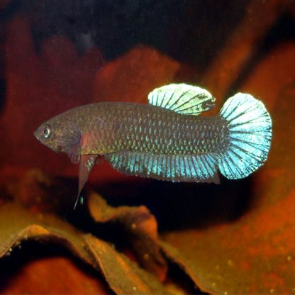 Betta splendens -Persephone Siamese Fighting Fish 3cm - Sales