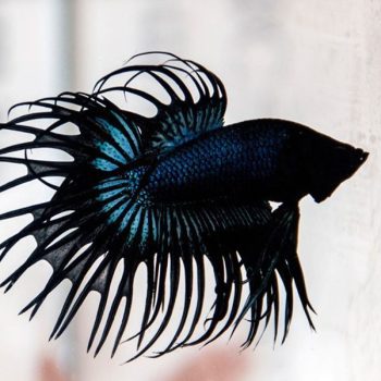 Betta splendens – Siamese Fighting Black Orchid Crowntail... - Ψάρια Γλυκού
