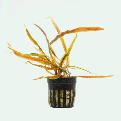 S.I Cryptocoryne retrospiralis - Φυτά για Ενυδρεία
