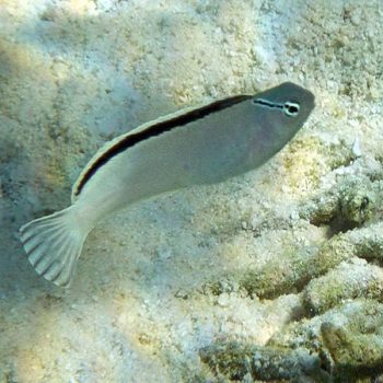 Meiacanthus smithii- Disco Blenny - Ψάρια Θαλασσινού