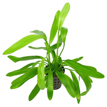 S.I Echinodorus uruguayensis - Φυτά για Ενυδρεία