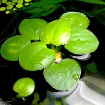 S.I Limnobium spongia - Φυτά για Ενυδρεία