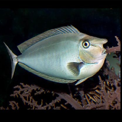 Naso brevirostris S – Short Nosed Unicornfish - Ψάρια Θαλασσινού
