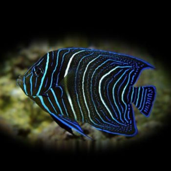 Pomacanthus sextriatus-Sixbar Angelfish Juv.