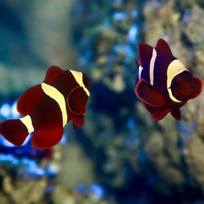 Premnas biaculeatus Pair - Pair Maroon Clownfish