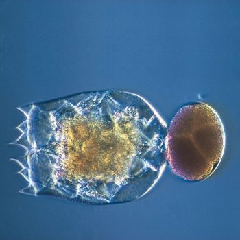 Artemia  Freshwater Live Food 180ml - Ζωντανές τροφές