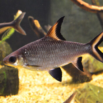 Balantiocheilos melanopterus  – Silver Shark 6cm - Ψάρια Γλυκού