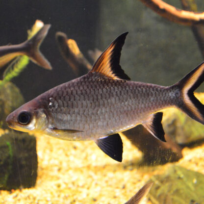 Balantiocheilos melanopterus  – Silver Shark 6cm - Ψάρια Γλυκού