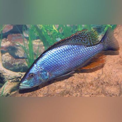 Dimidiochromis compressiceps -Malawi eye biter 7.5cm - Ψάρια Γλυκού