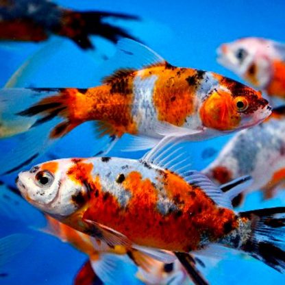 Carassius auratus – Shubunkin Goldfish 3-5cm - Ψάρια Γλυκού