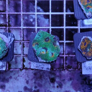Acanthastrea echinata C75 - Frags