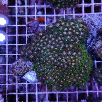 Zoanthus green/orange A57 - Μητρικές αποικίες