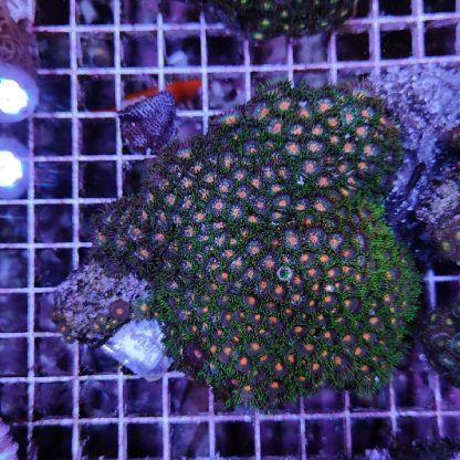 Zoanthus green/orange A57 - Μητρικές αποικίες