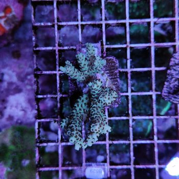 Acropora E58 - Frags
