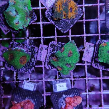 Acanthastrea echinata F73 - Frags