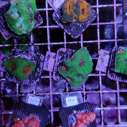 Acanthastrea echinata F73 - Frags