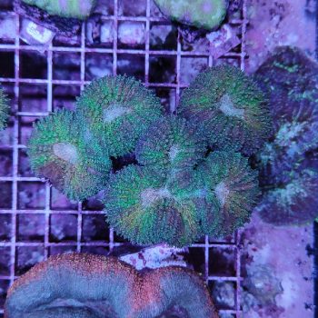 Lobophyllia green A39 - Μητρικές αποικίες