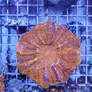 Acanthophyllia deshayesiana orange - Μητρικές αποικίες