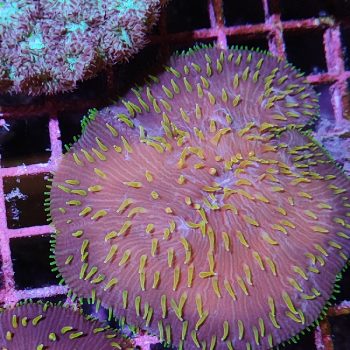 Cycloseris - Hot Coral Offers