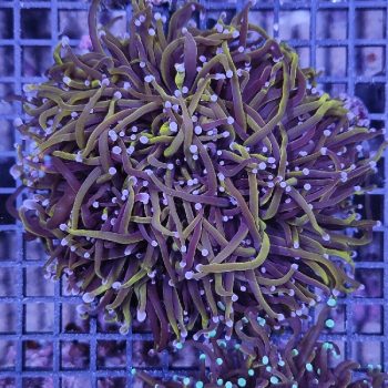 Euphyllia glabrescens  A24 - Μητρικές αποικίες