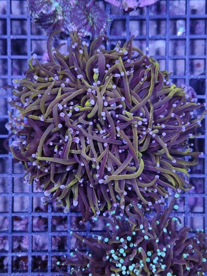 Euphyllia glabrescens  A24 - Μητρικές αποικίες