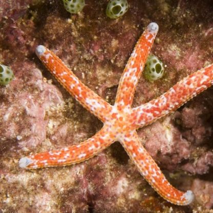 Linckia multiflora -Tricolor linckia starfish-M - Ασπόνδυλα Θαλασσινού