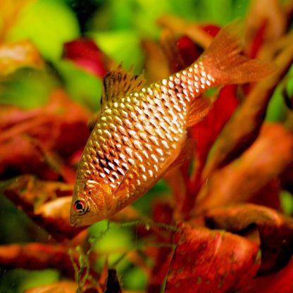 Pethia conchonius – Rosy Barb 4cm - Ψάρια Γλυκού