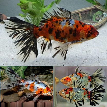 Carassius auratus – Shubunkin Goldfish 3-5cm - Ψάρια Γλυκού