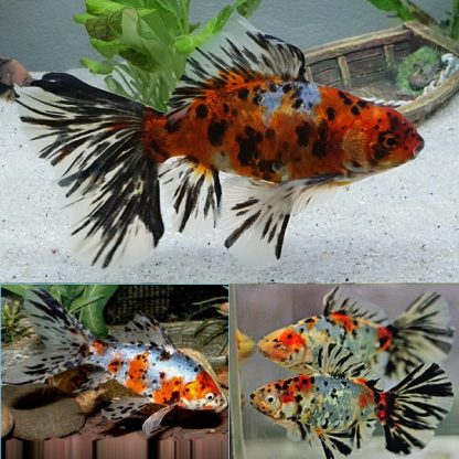 Carassius auratus – Comet Shubunkin 8-9cm - Ψάρια Γλυκού